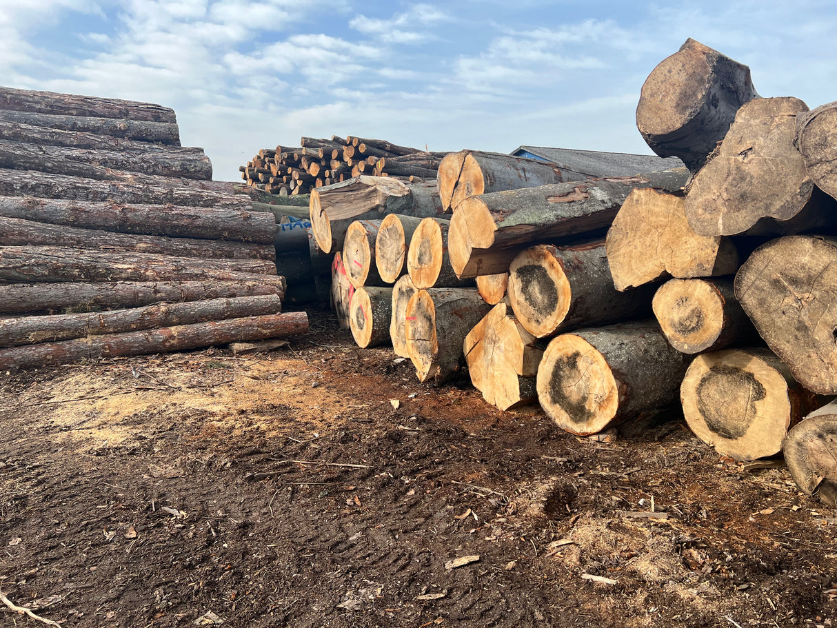 DANSK Bøge brænde 6rm - Frisk