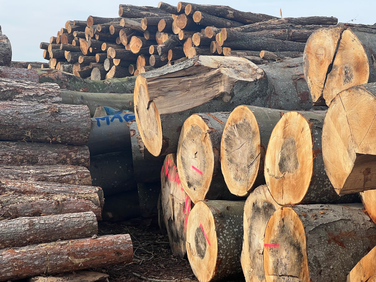 DANSK Bøge brænde 6rm - Frisk